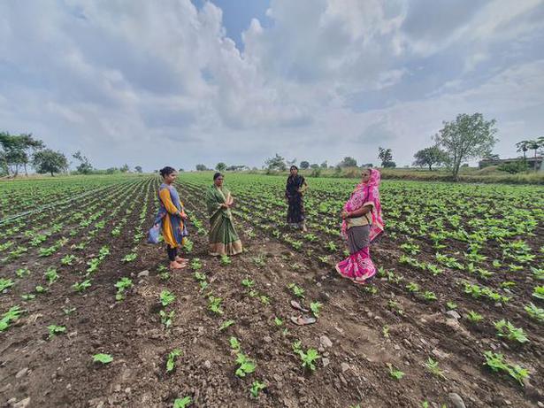 Thousands of women farmers in the Marathwada and Vidarbha regions battle the vagaries of nature and life with grit and determination
