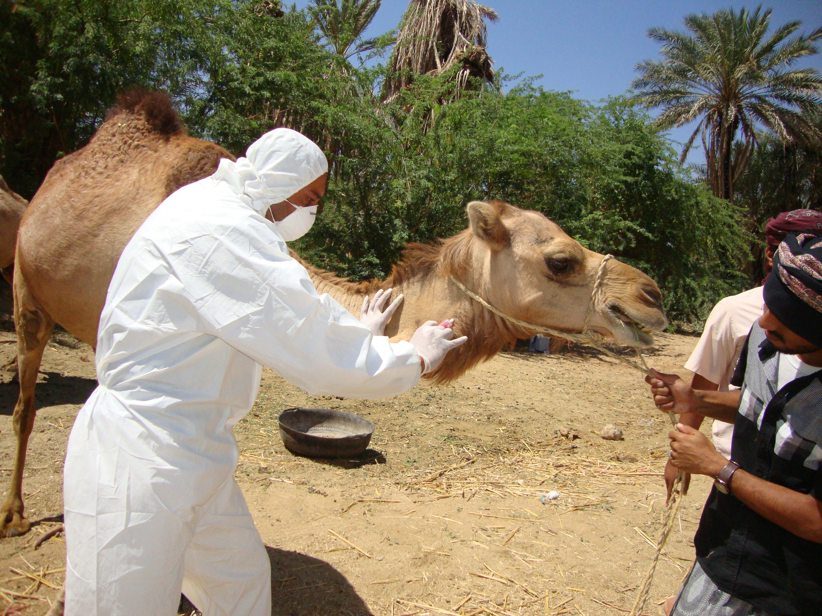 man in white long sleeved shirt next to a camel