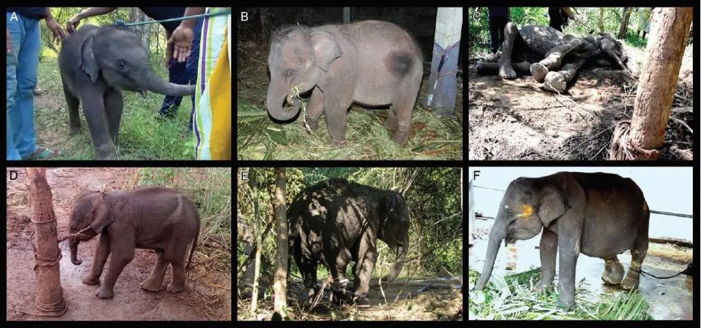 a collage of elephant calves illegally caught from the wild