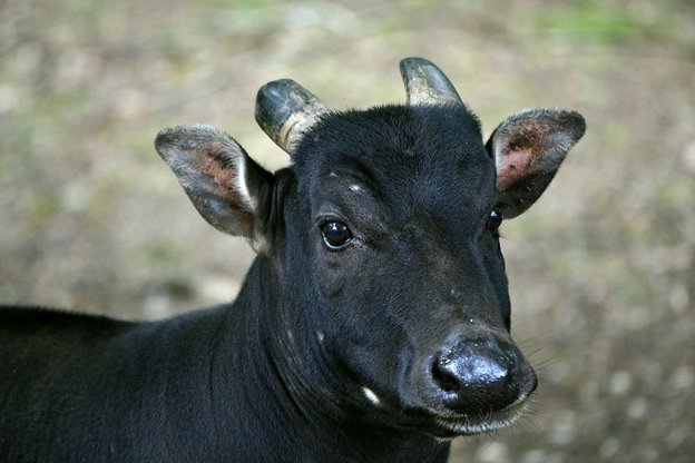 photo of cattle with horns