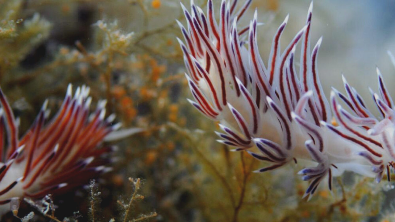 nudibranchs in a coral reef