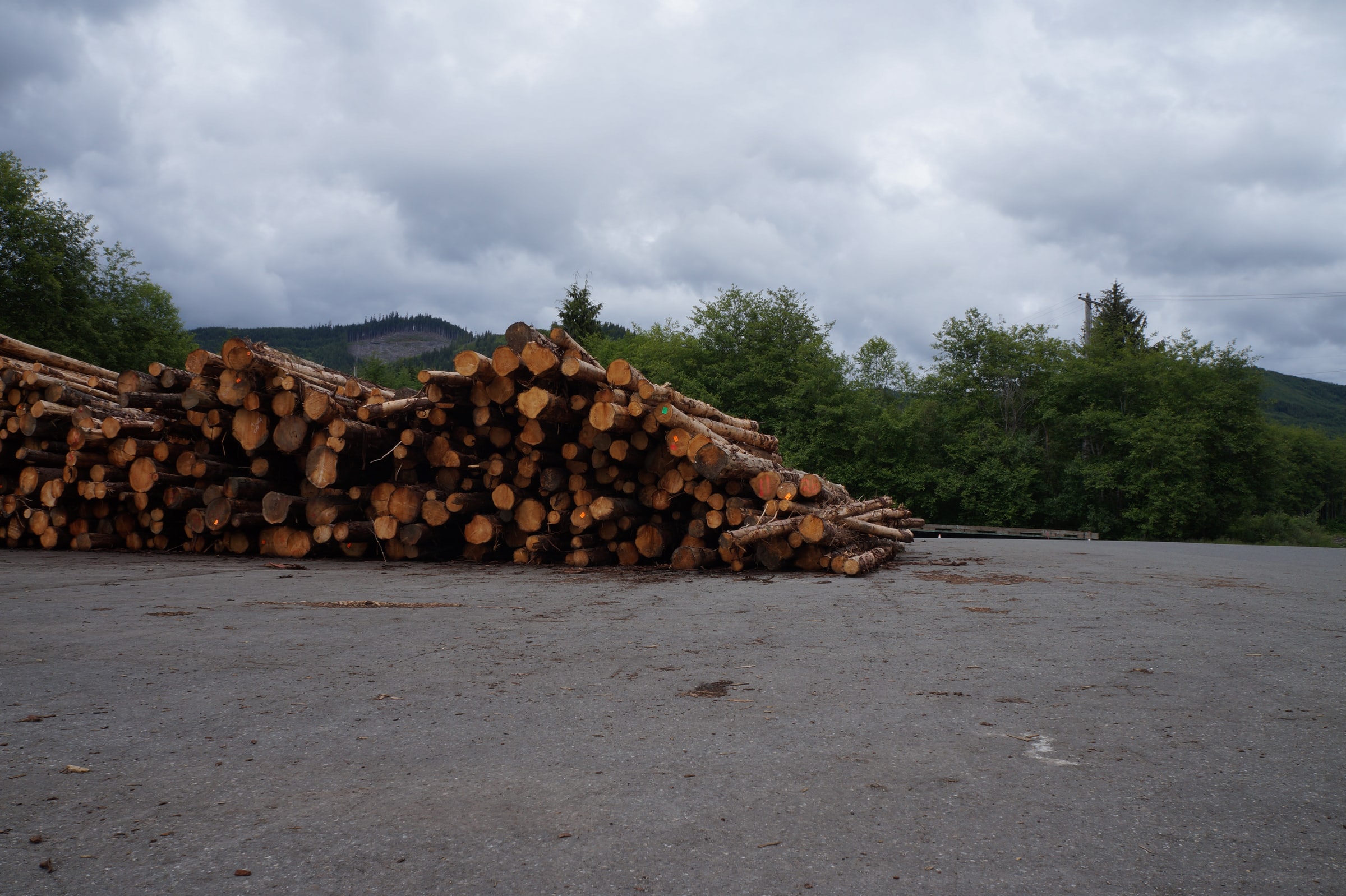 a pile of logged timber