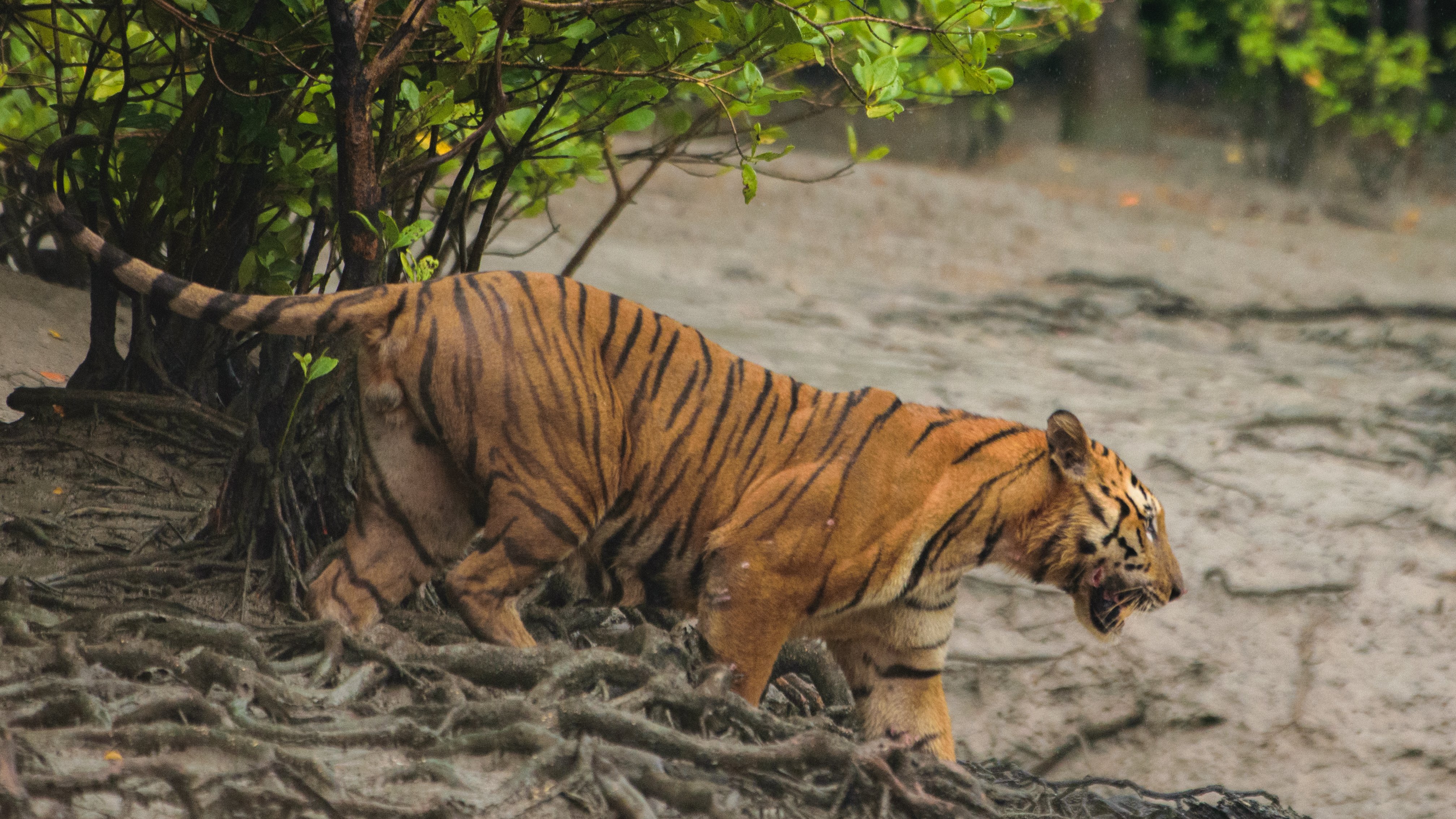 tiger in the mangroves