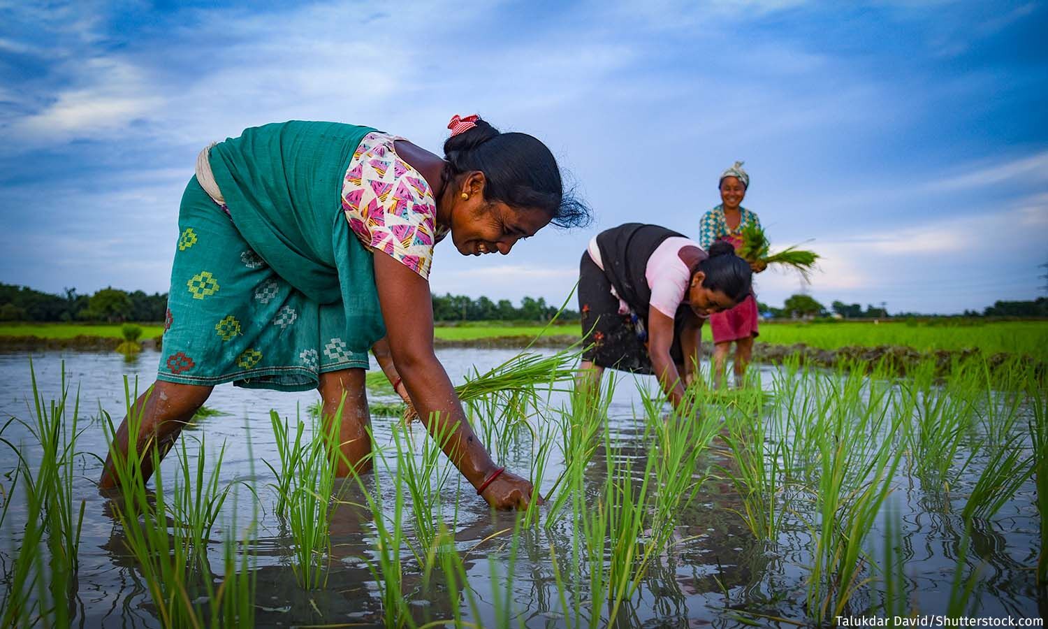 a woman bending over in a marsh area grabbing something from the water, she is up to her ankles and wearing a brightly colored traditional outfit in blue, green, white and purple