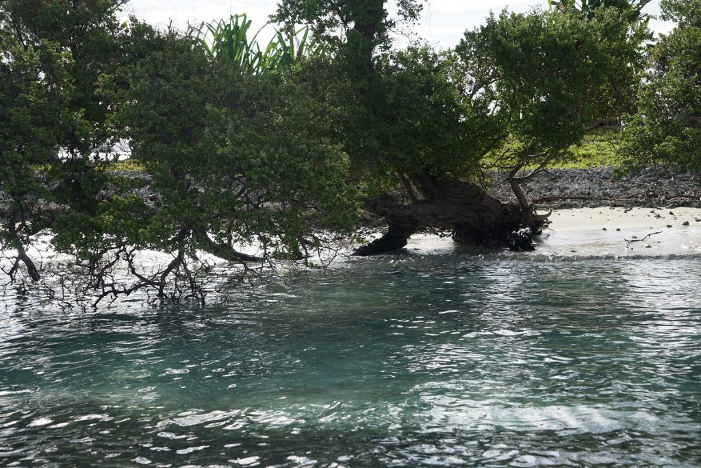 a mangrove tree