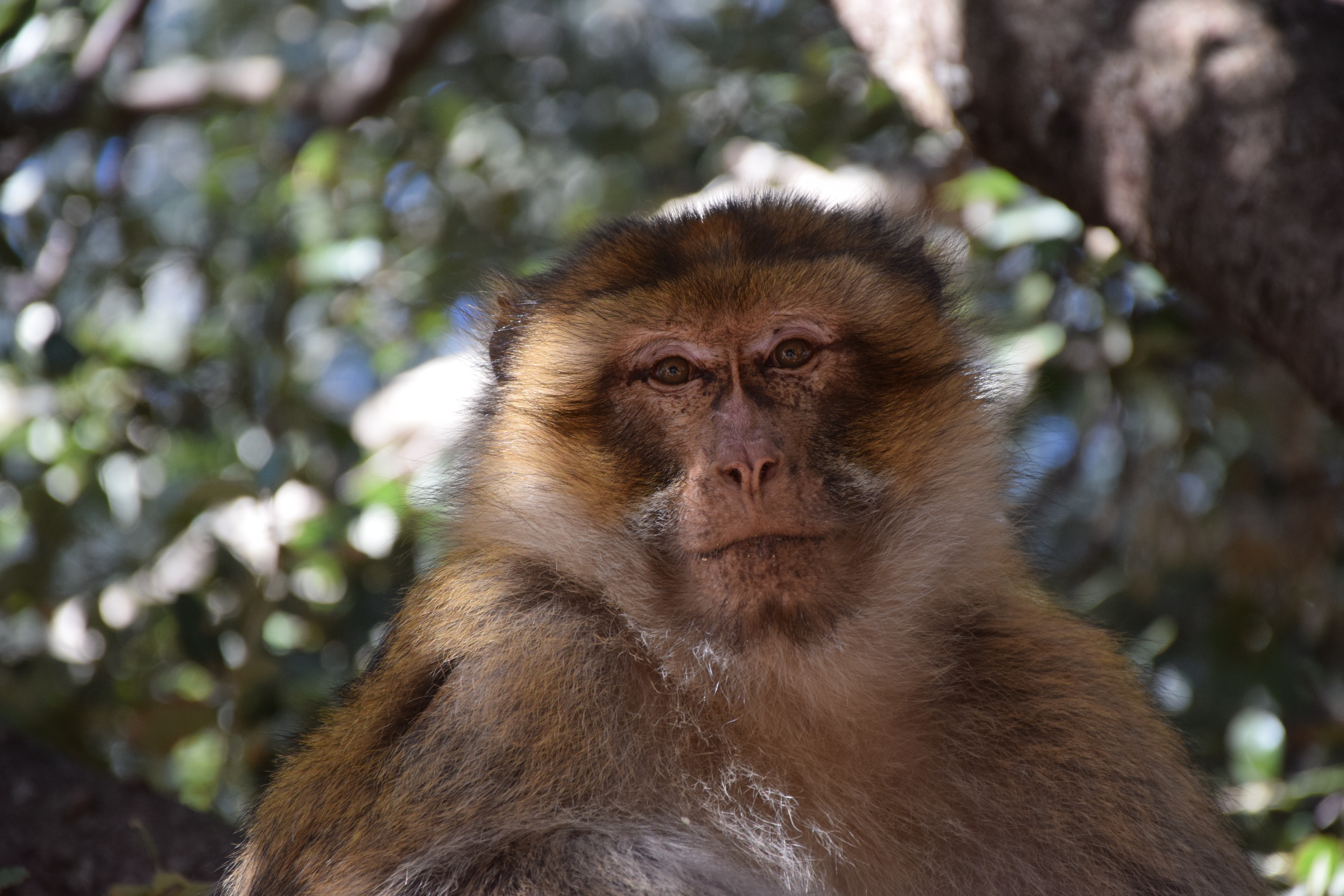 barbary macaque in Morocco