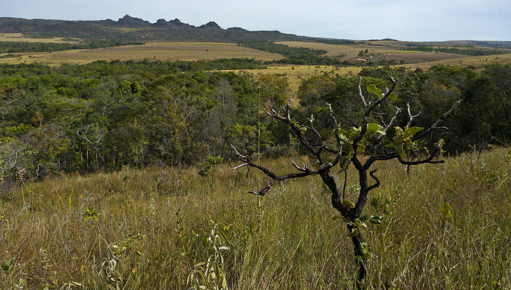 A grassland landscape with a tree in the foreground