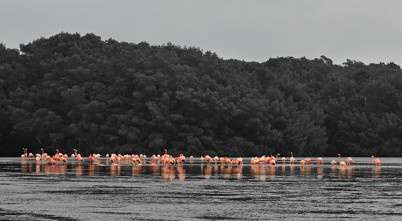 A group of flamingos in water with a mangrove forest in the background, in Mexico