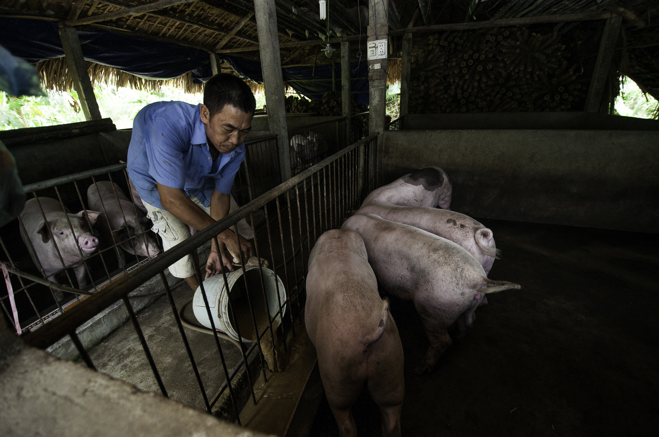 a man feeding caged pigs