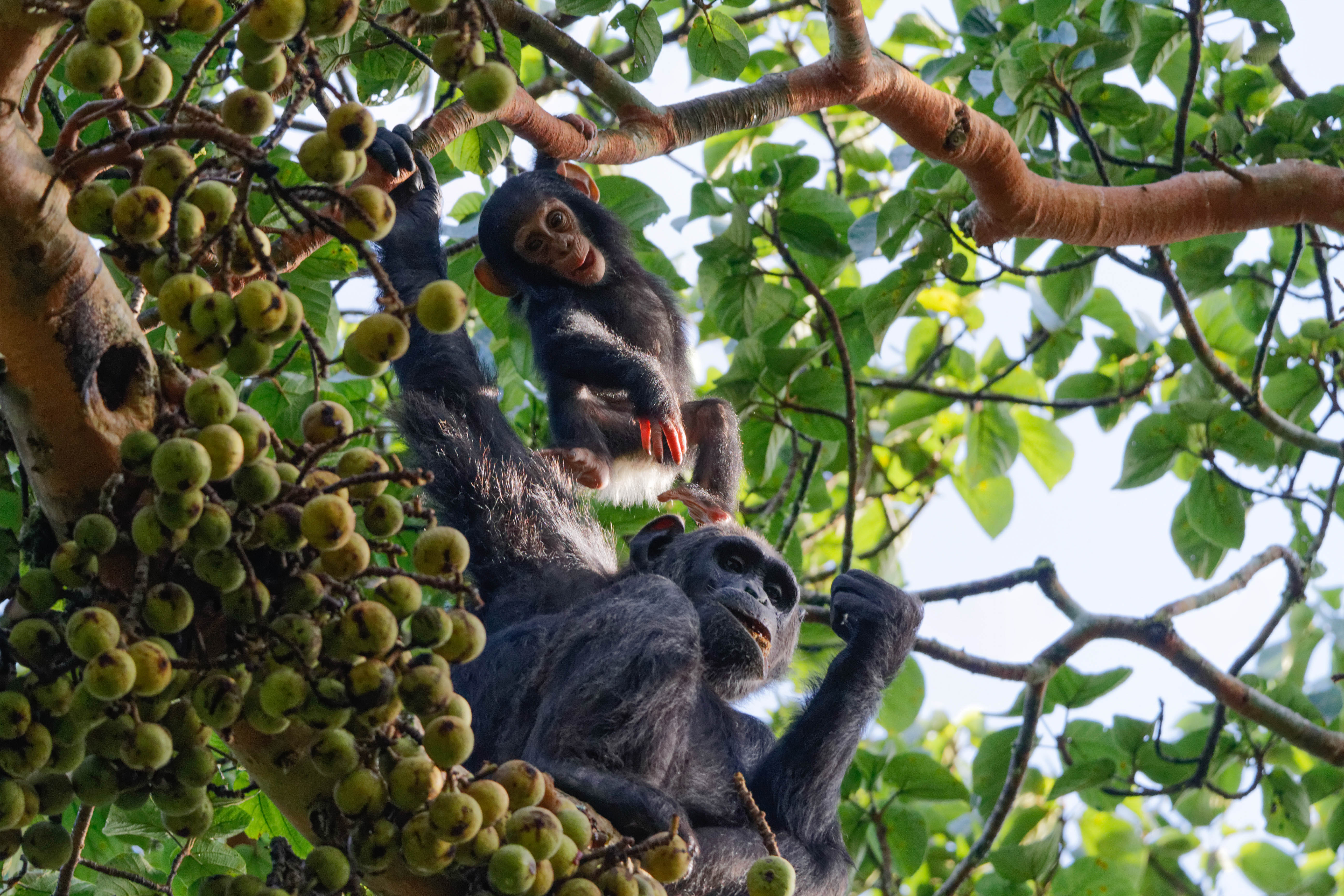 baby chimpanzees on a tree