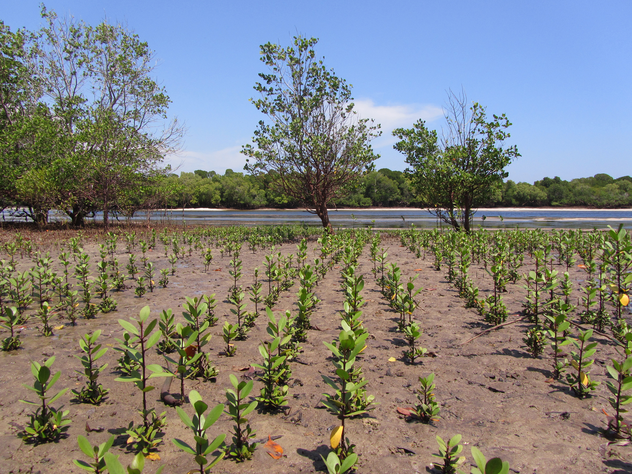 mangrove seedlings growing 