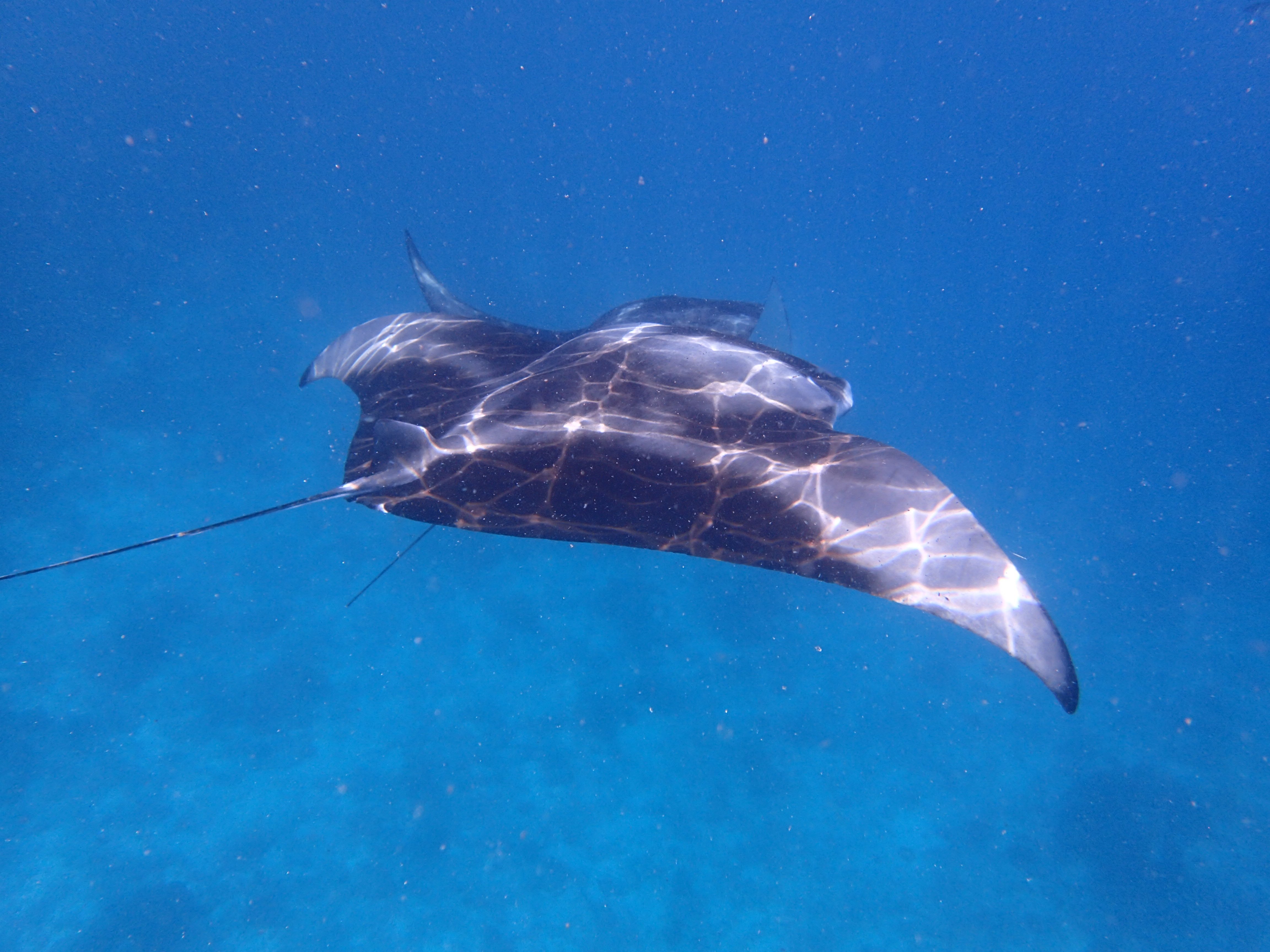manta ray underwater