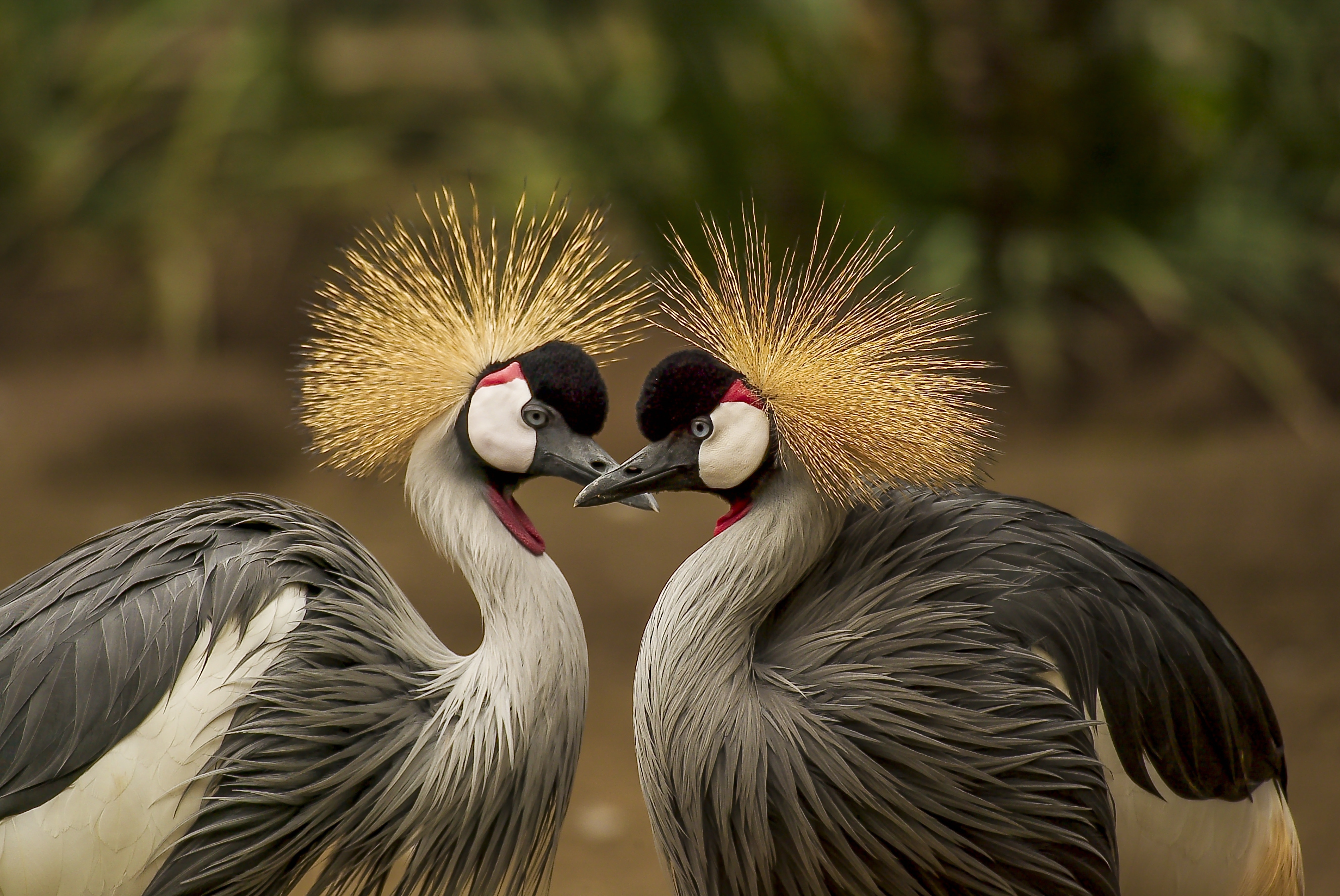 A pair of grey crowned cranes