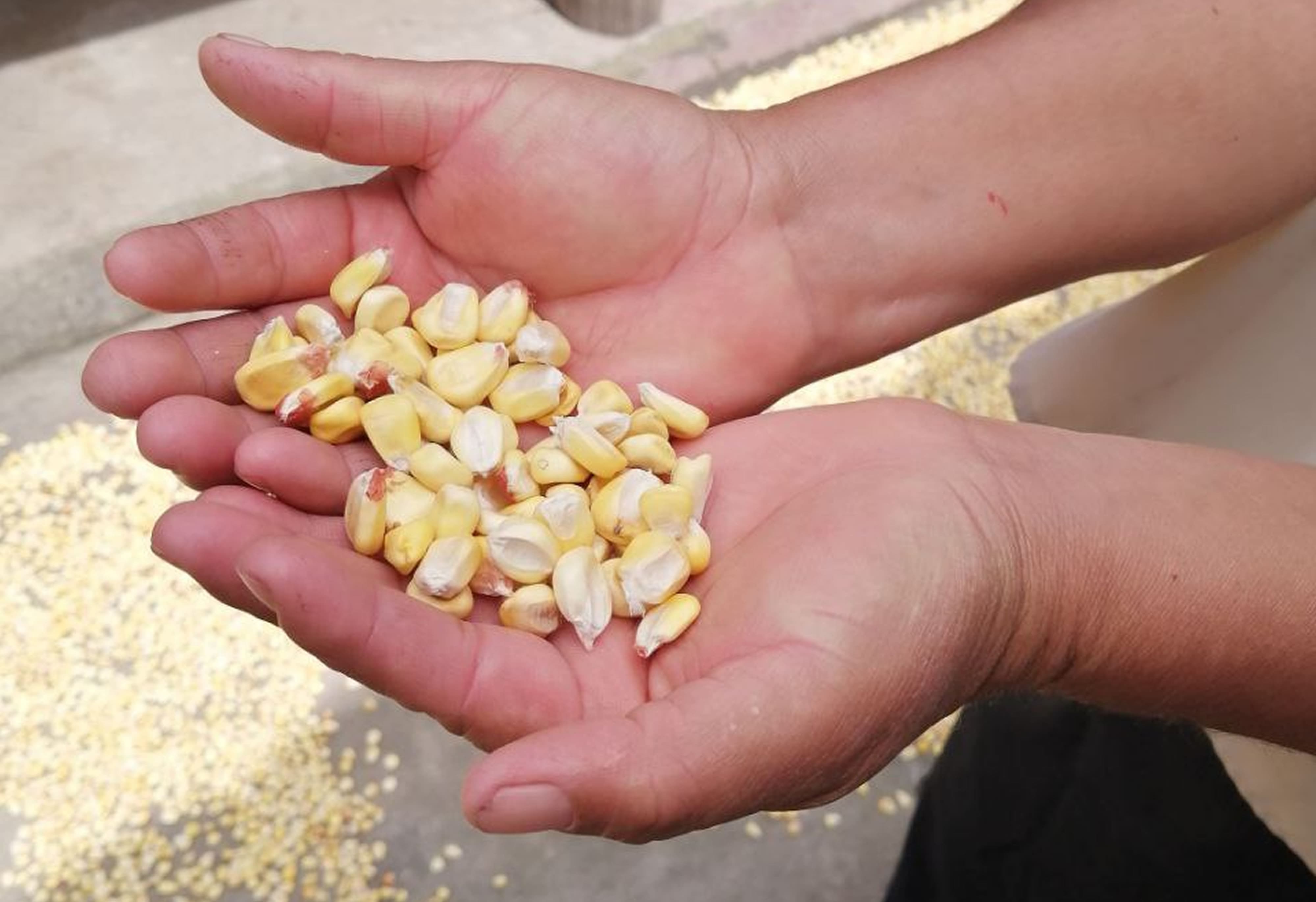 A person holds corn in her hand