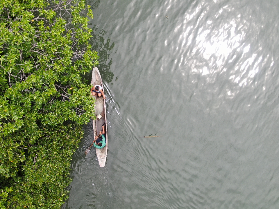 two people in a canoe at the shoreline next to a mangrove forest, bird's eye view from above