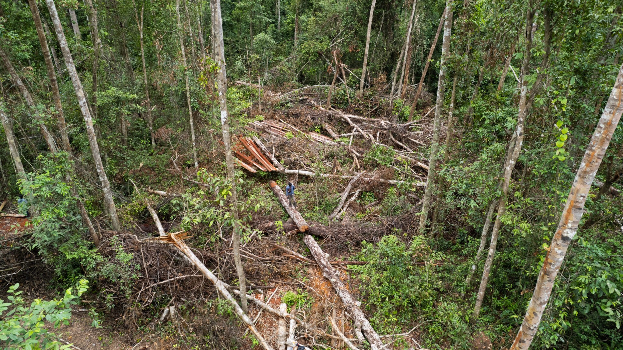 Cambodia’s land grab endangers people, forests, and the climate