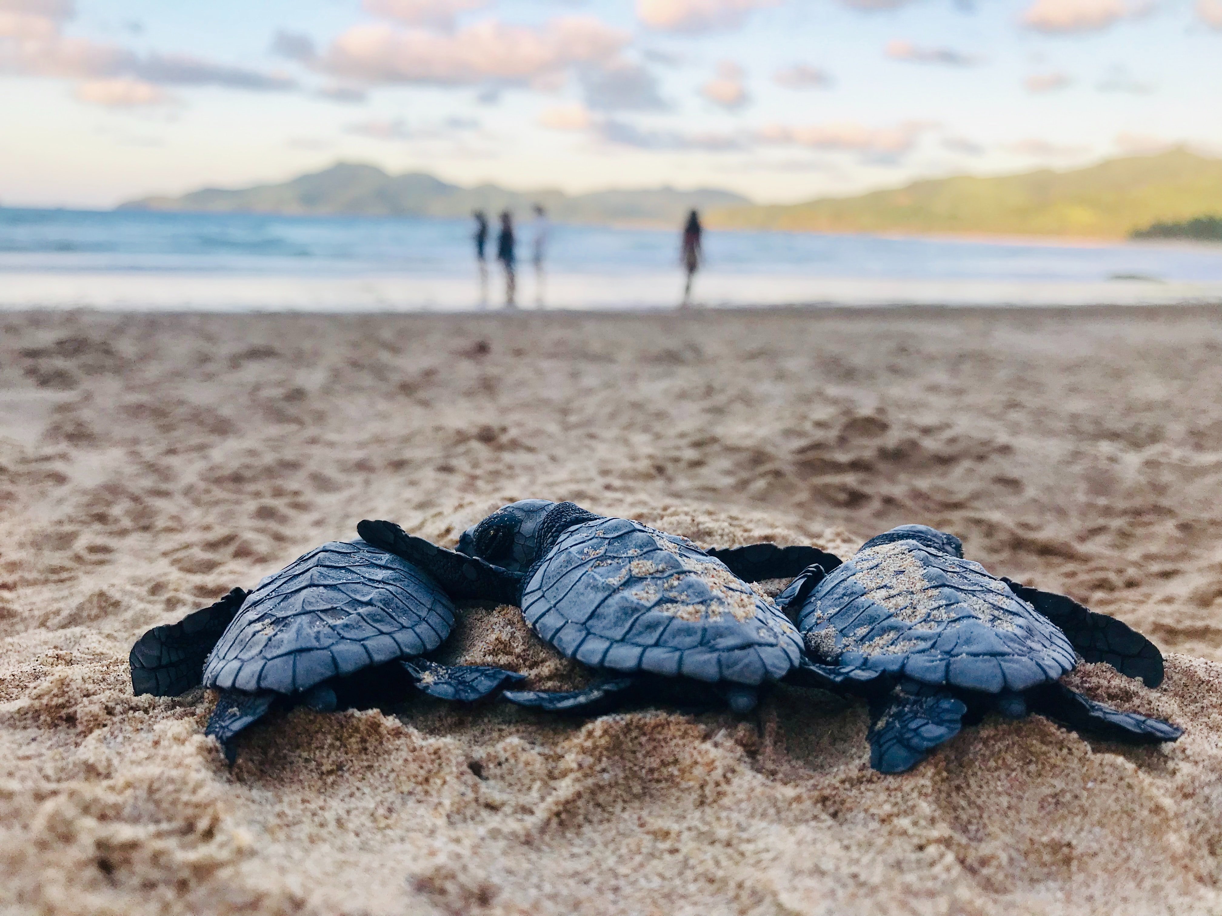 Three baby turtles on the sand in front of the sea 