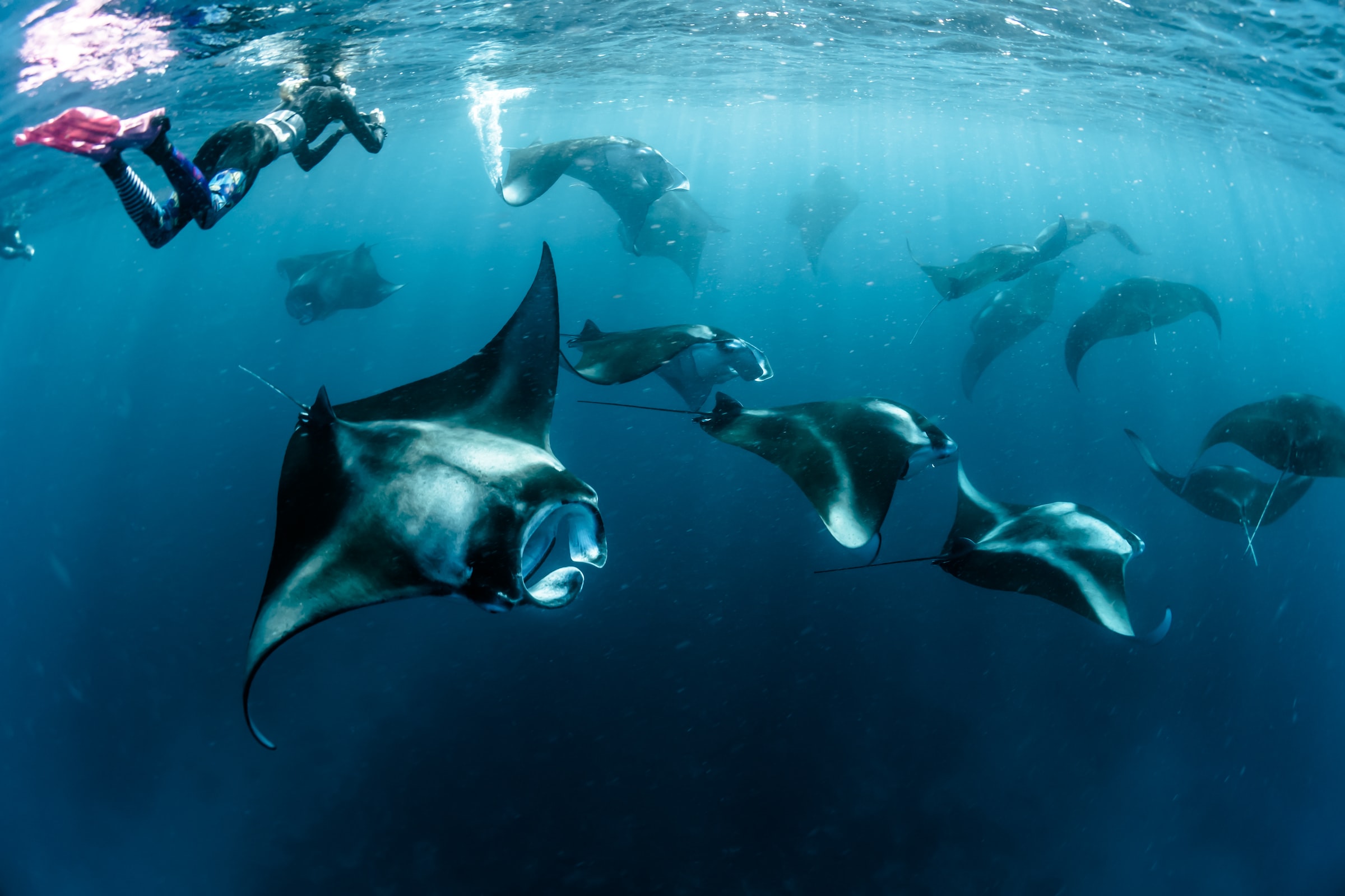 A diver swims with Manta Rays