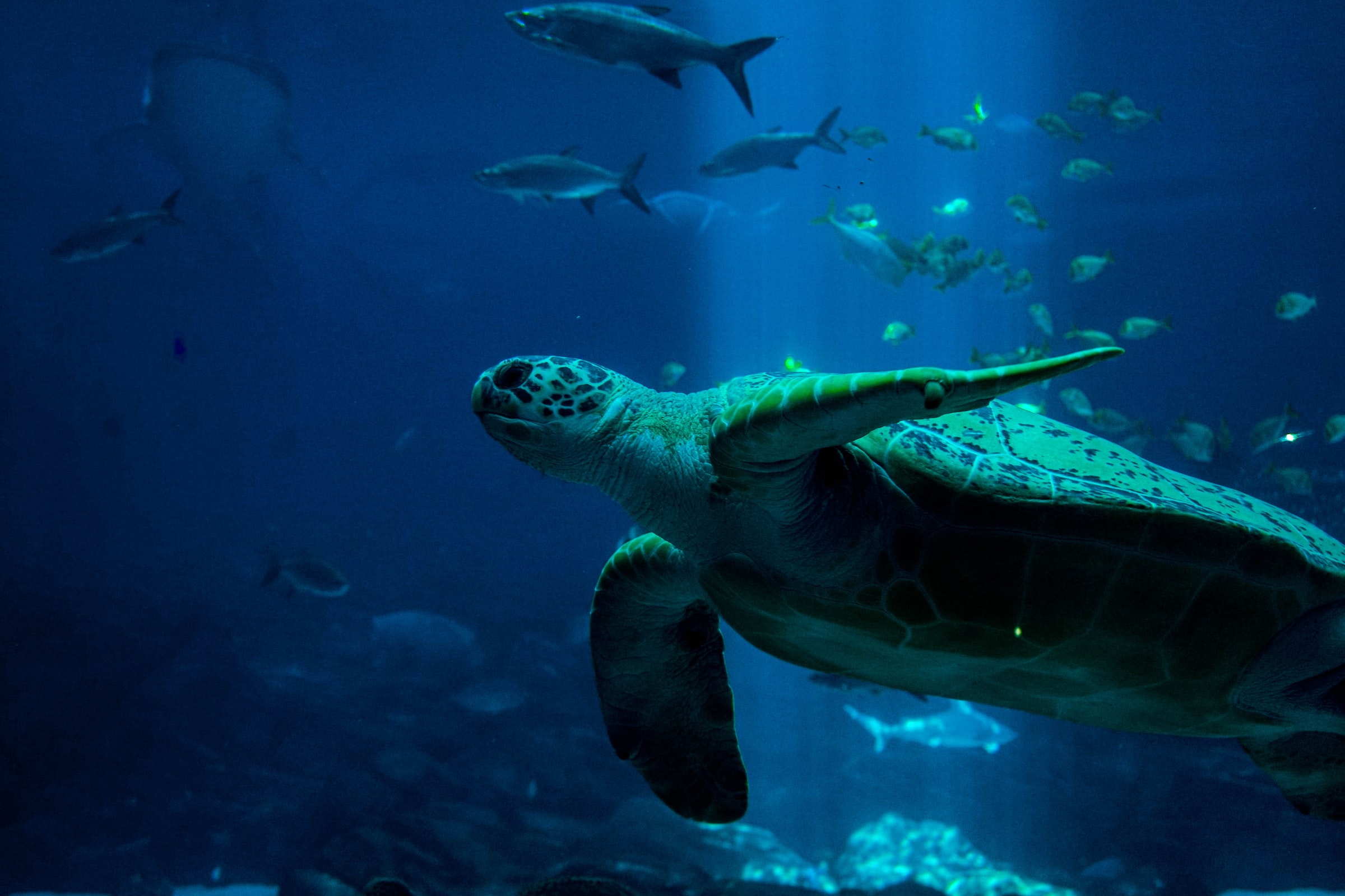 A sea turtle swimming