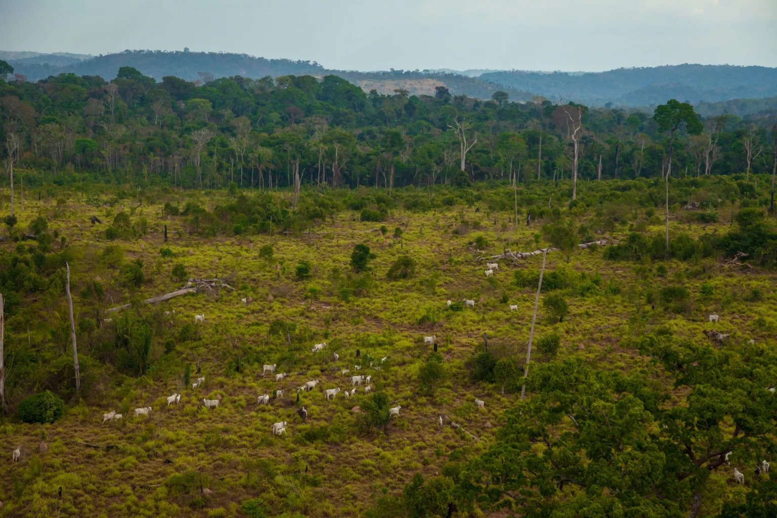 amazon forest, green tees and mountains in the distance