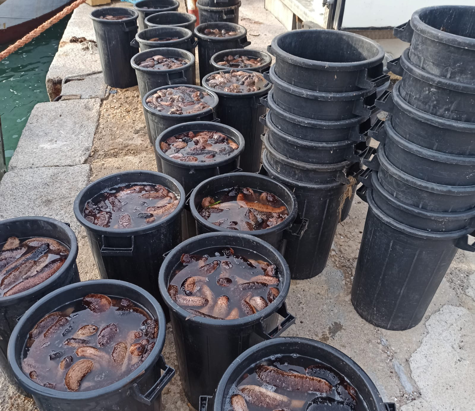 black buckets with fresh sea cucumbers in water