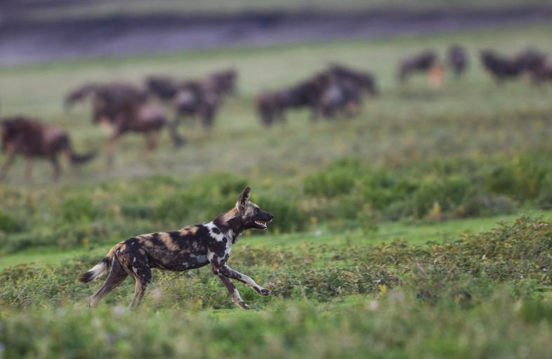 wild dogs running in the grass
