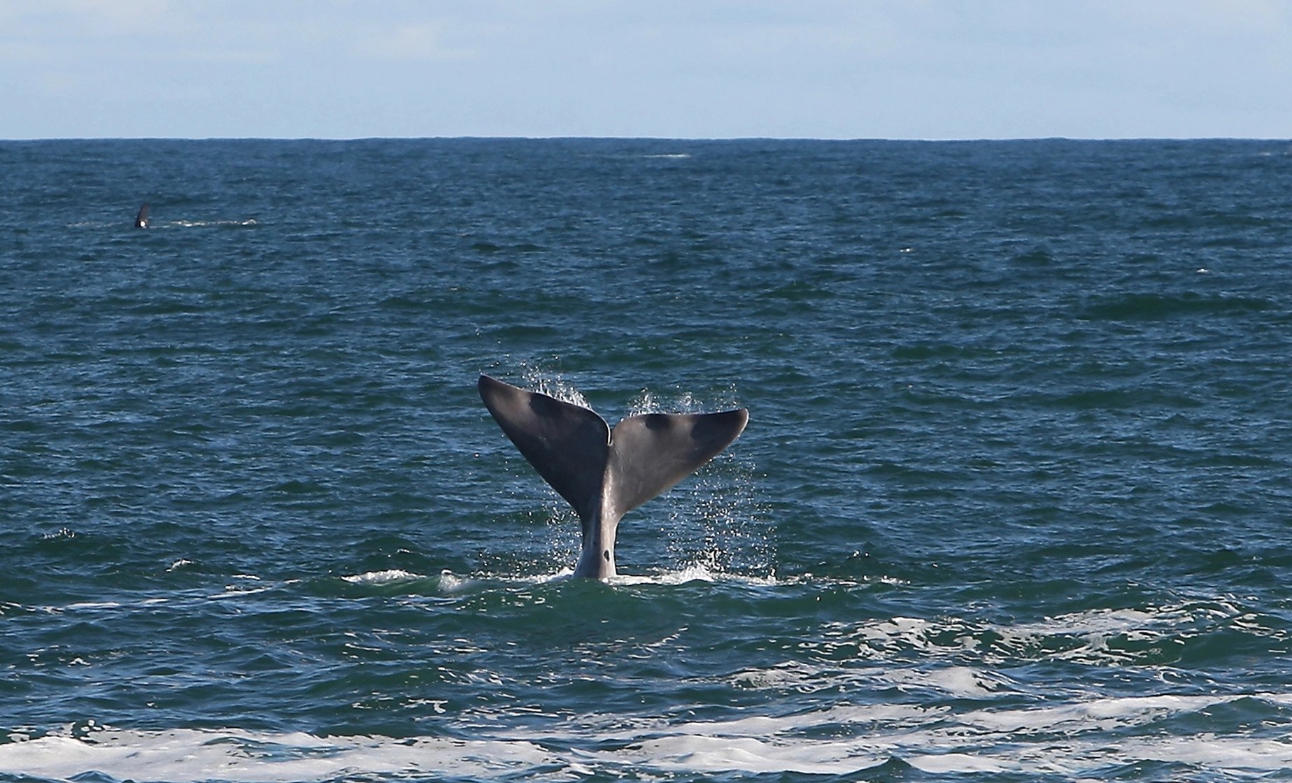 a whale tail 