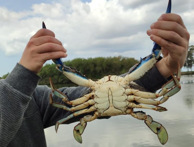 photo of a blue crab being held up by someone 