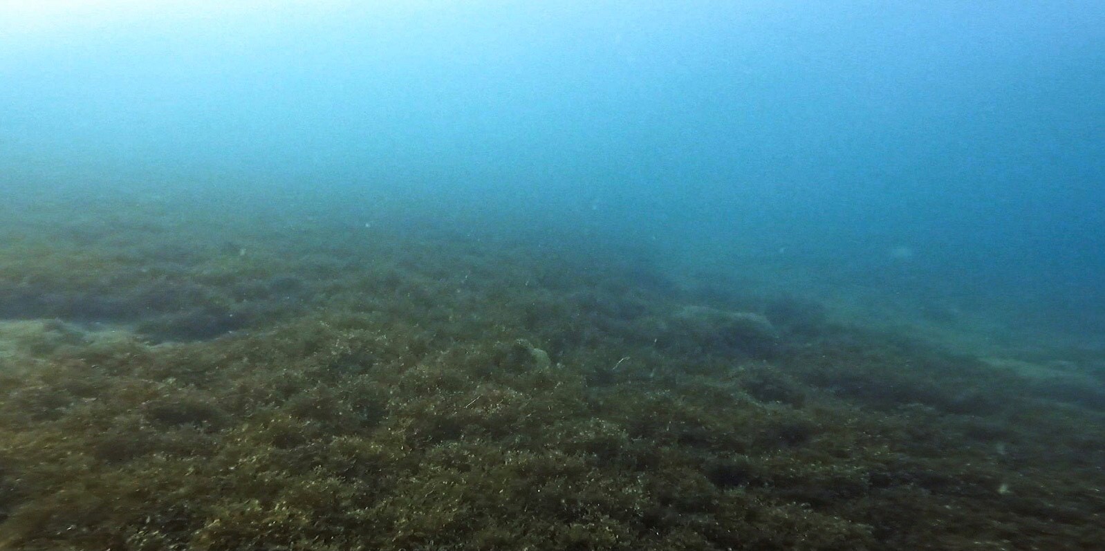 Image of deep water with brown seaweed