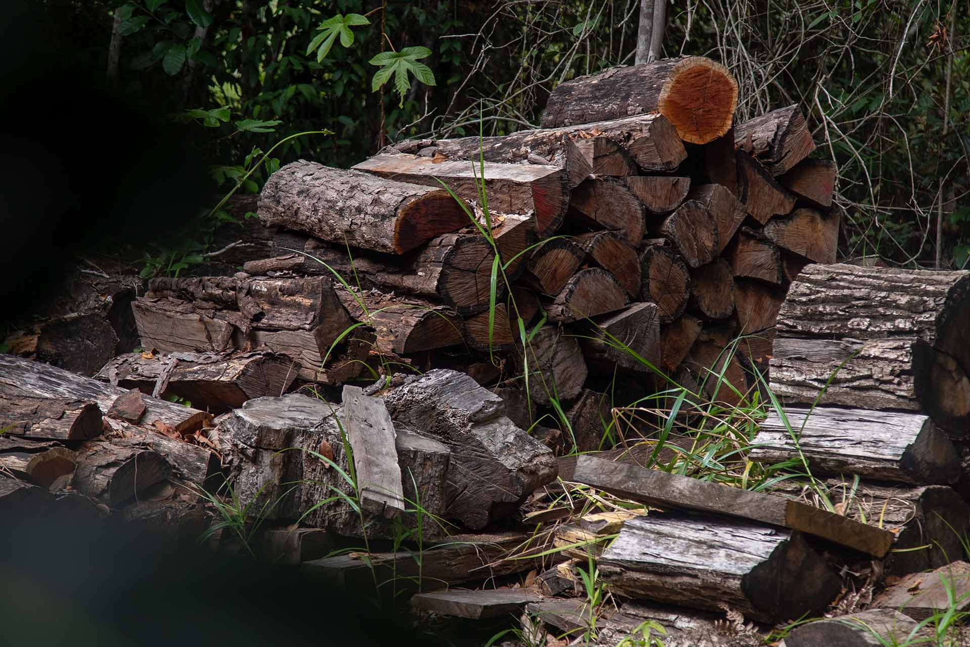 Felled Brazilwood in the Pau Brasil National Park