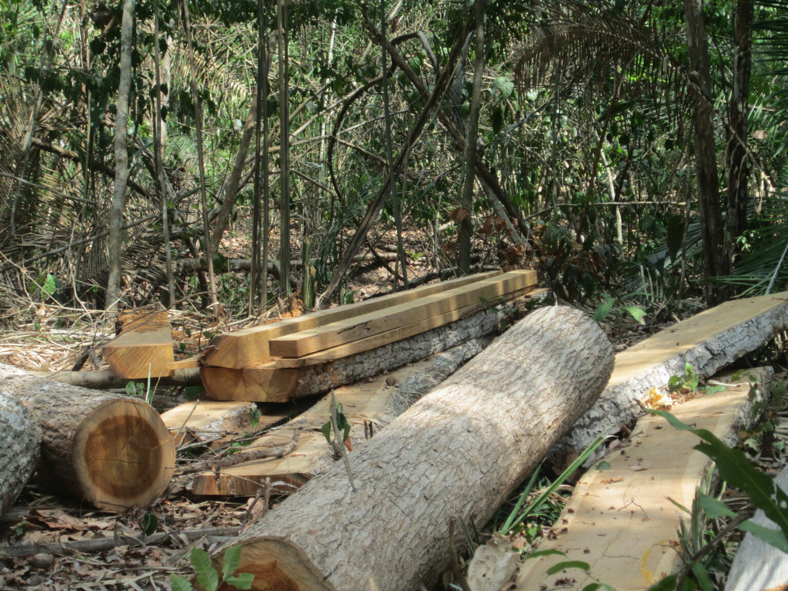 Drivers of deforestation in the Colombian : Illegal logging