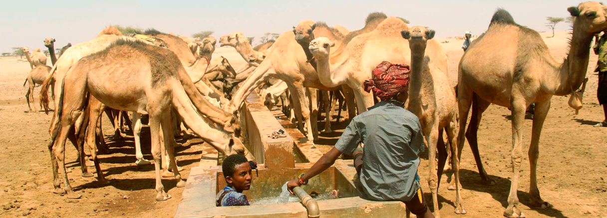 Unpacking the Global Methane Pledge's Impact on Pastoralist Communities ...