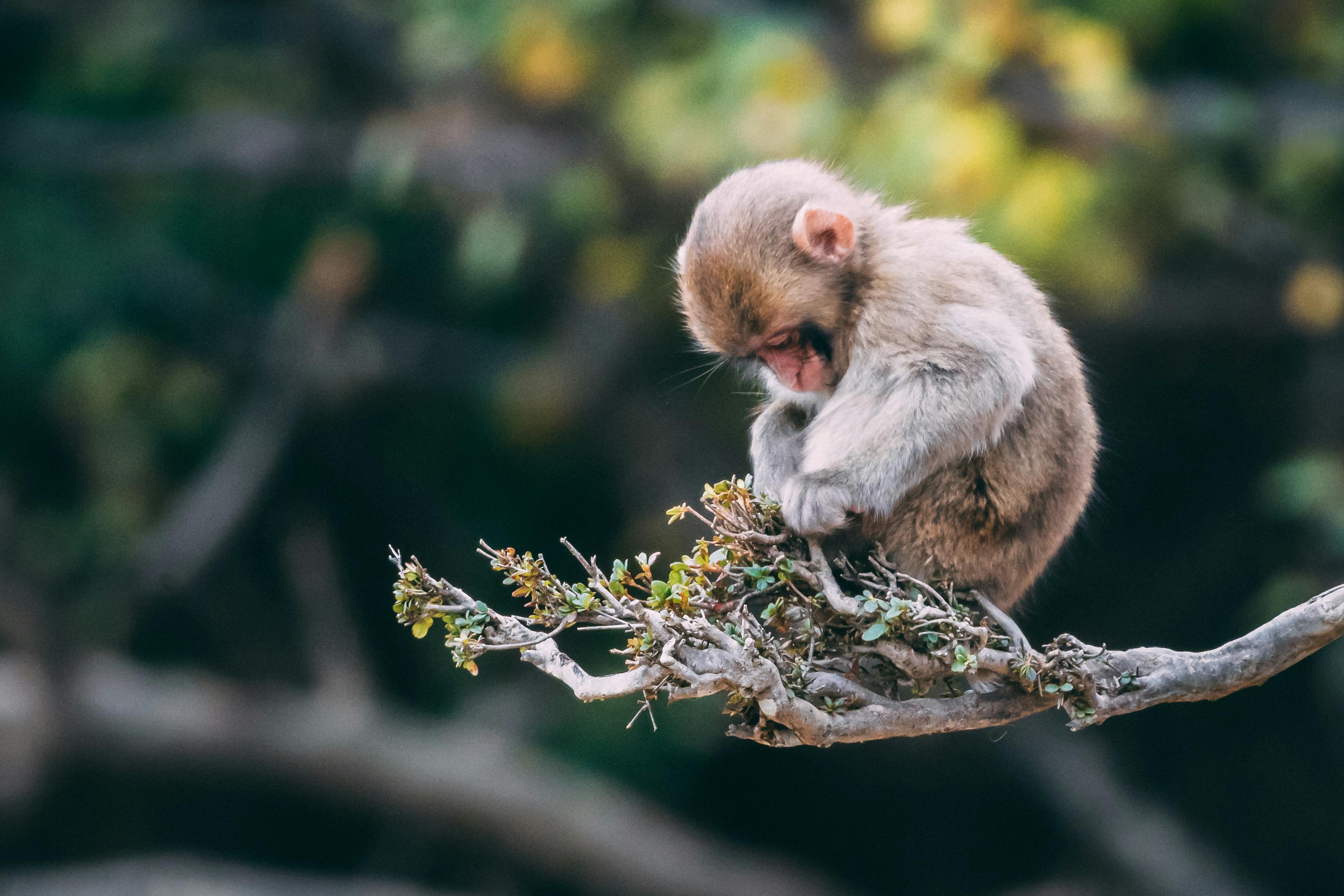 Fellowships For Journalists To Cover The UN Biodiversity Conference ...