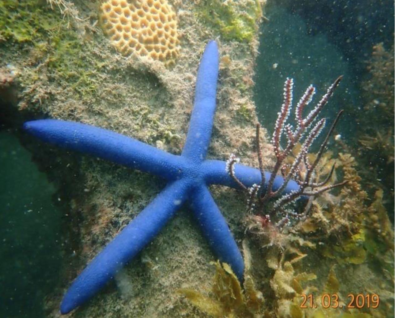 Marine life has started to return around artificial reefs