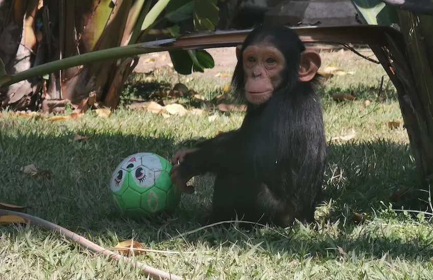 Chimpanzee with ball