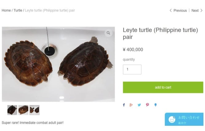 leyte turtle sold on facebook