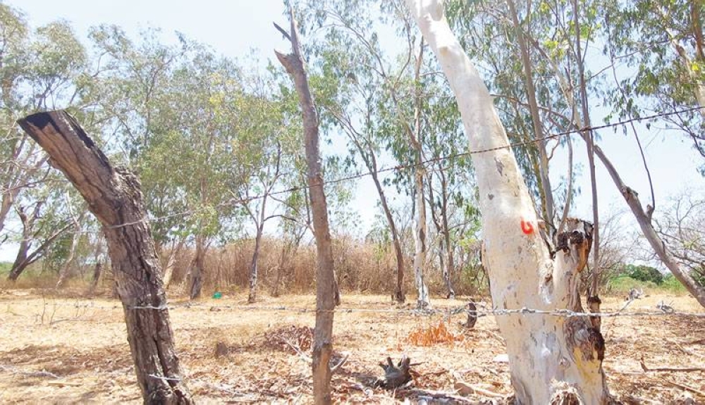 eucalyptus trees marked to be cut down