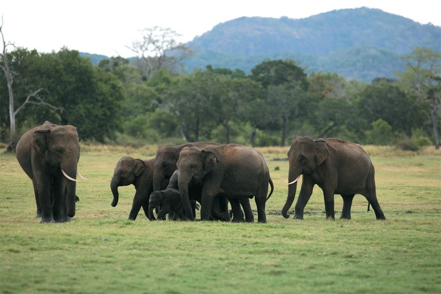 a herd of elephants in a field 