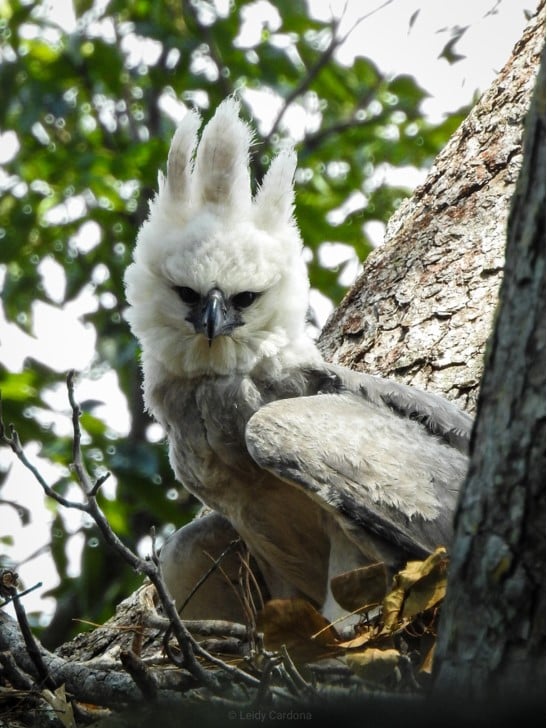 In Search of Colombia's Harpy Eagle, an Emblematic Species
