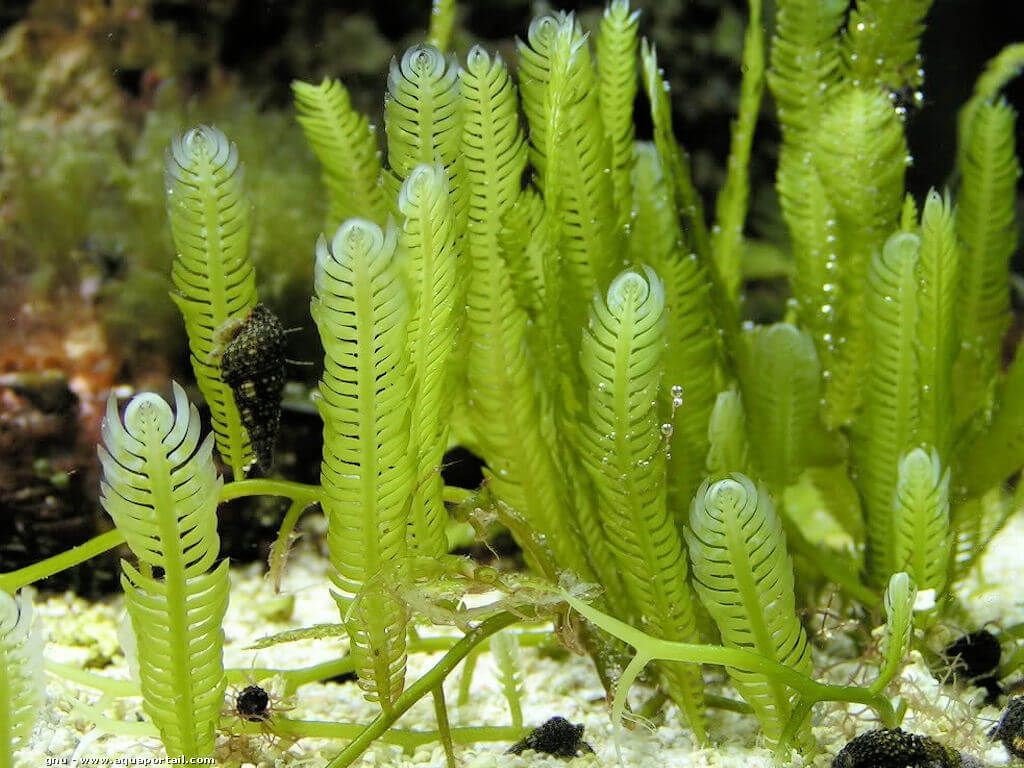 Close-up image of algae in the sea