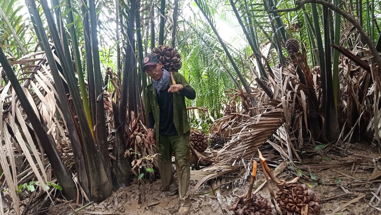 man with nipa fruit in mangrove