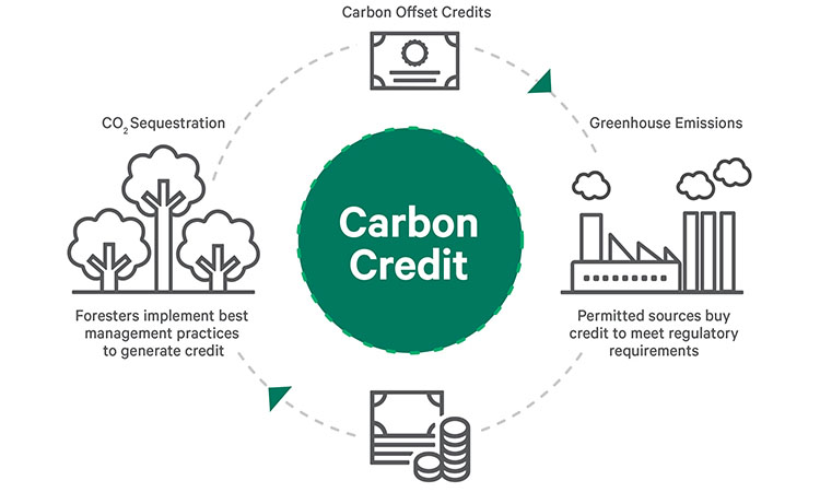 Carbon credit infographic