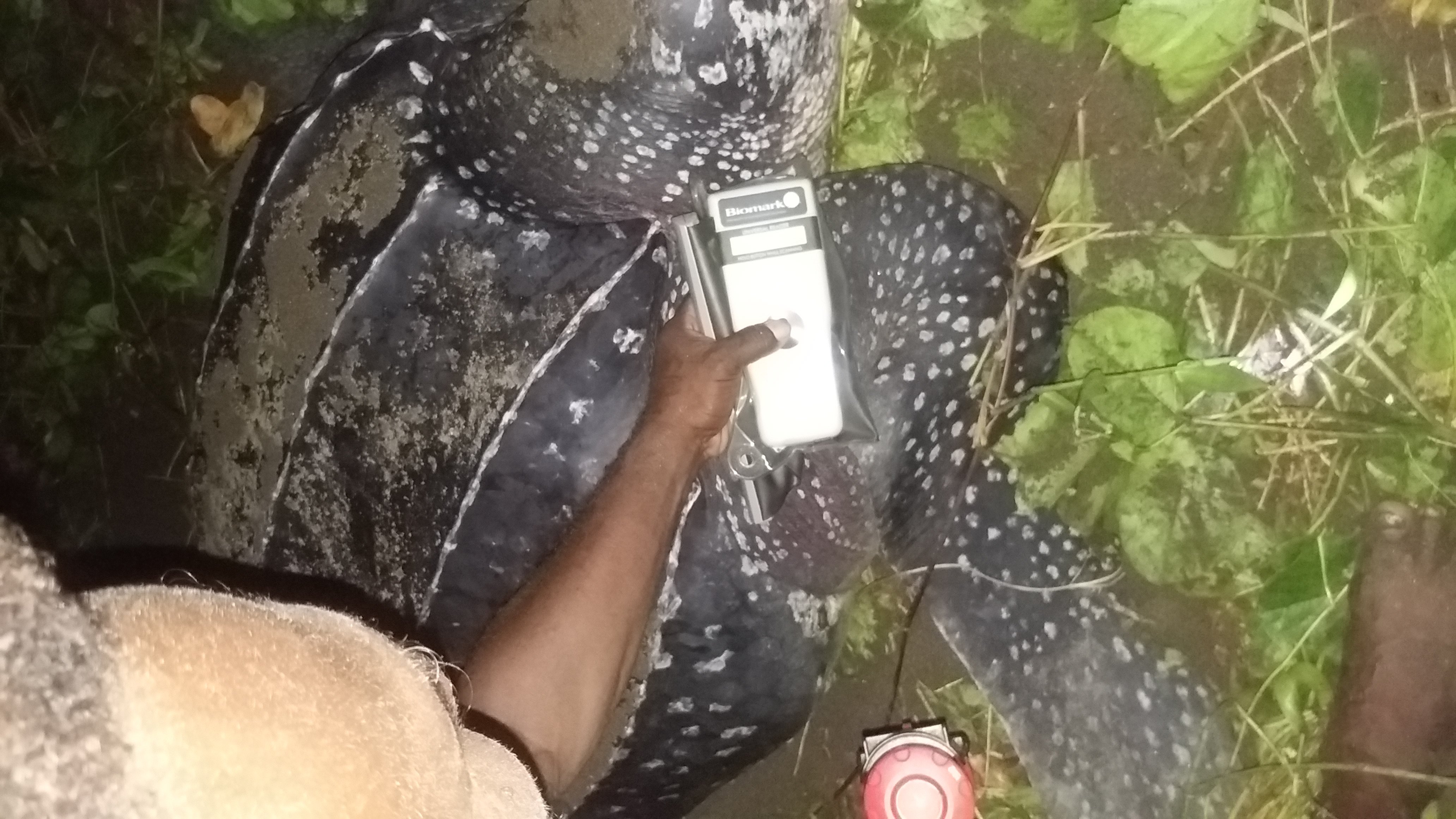A ranger conducting a DNA test on one of the leatherback turtles