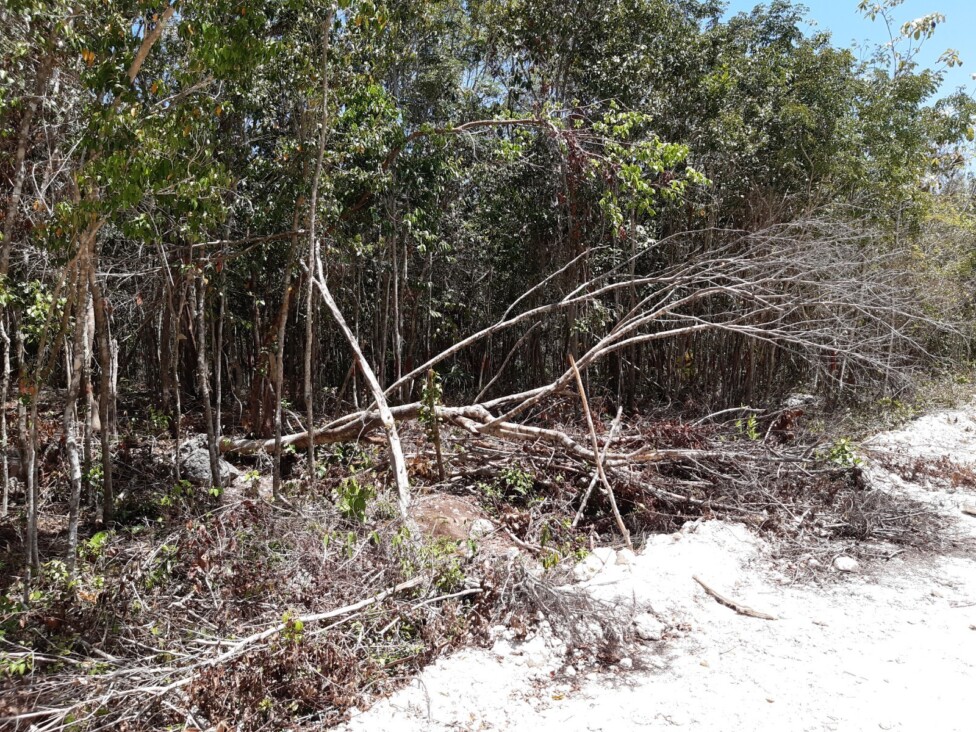 deforestation in mangroves