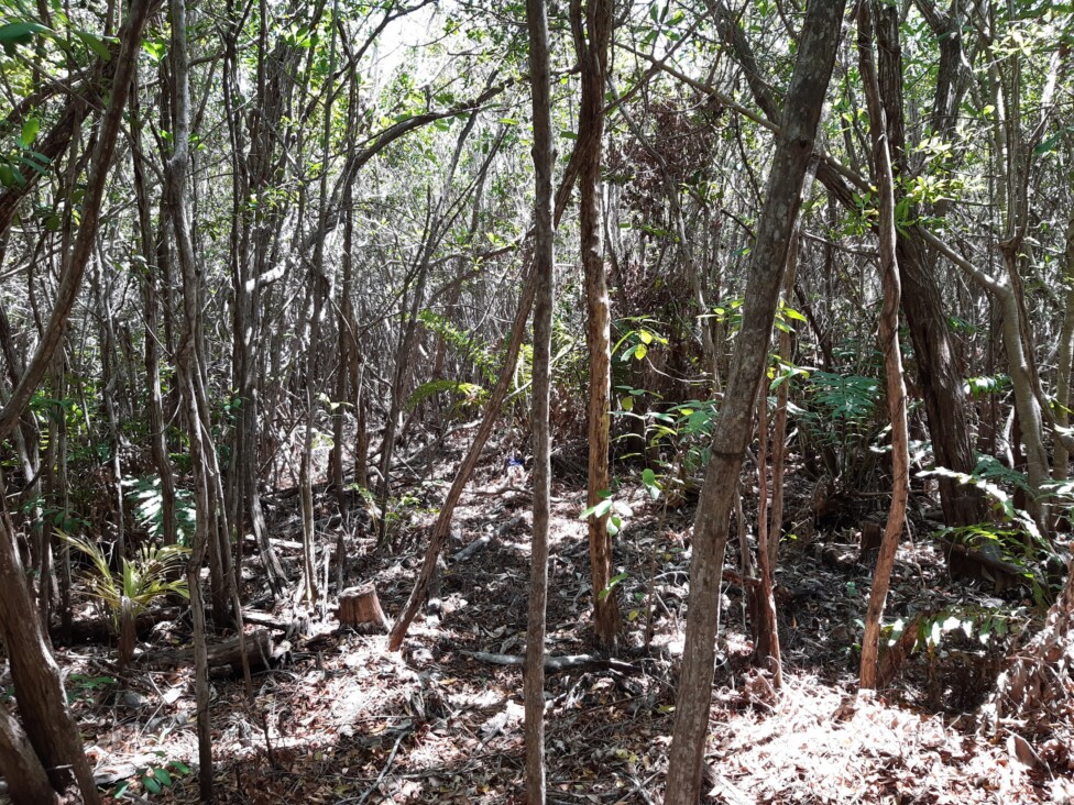 interior of mangroves