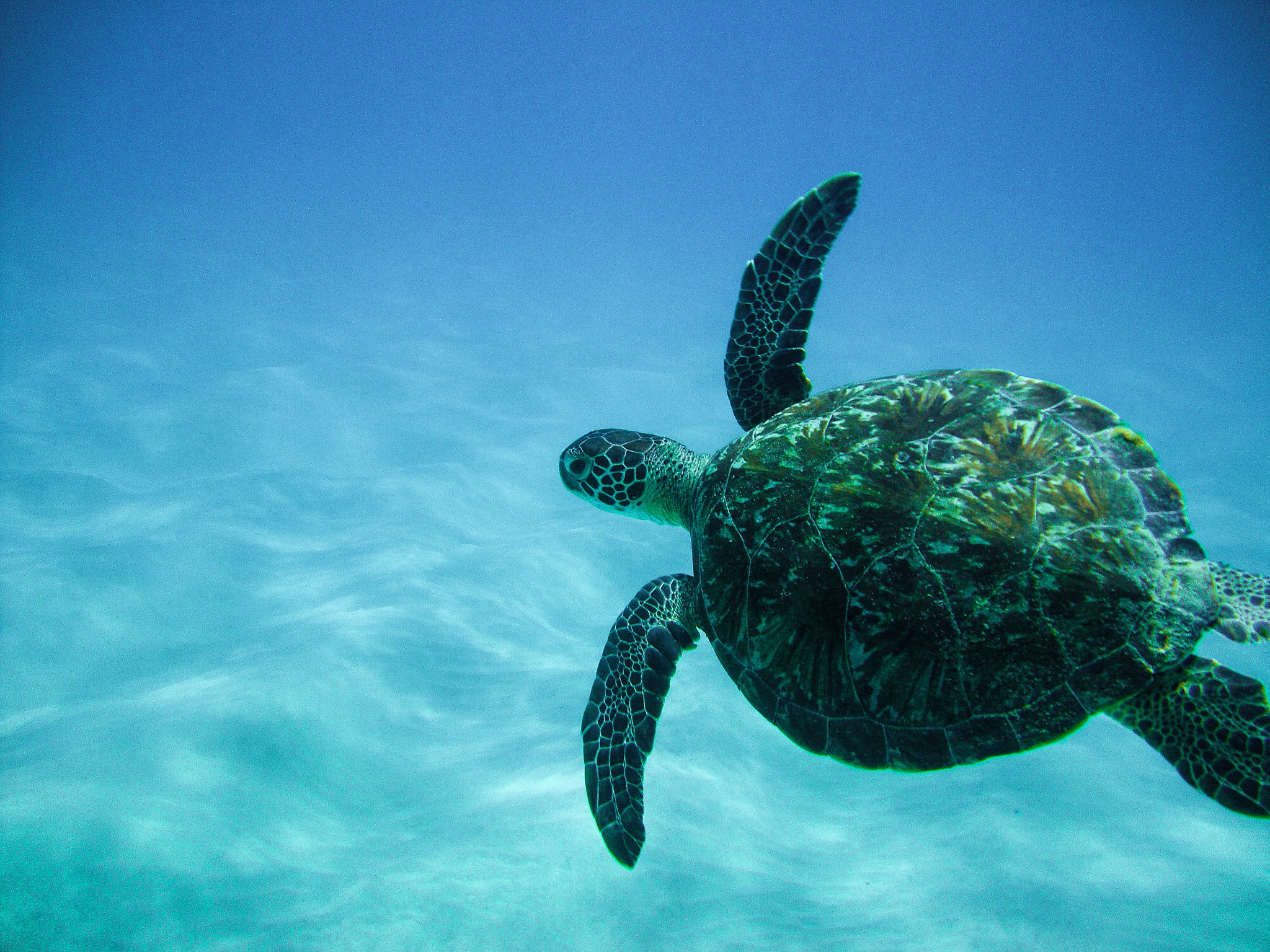 A sea turtle underwater.
