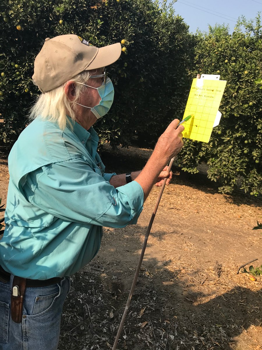 a man examining a chart near a grove of citrus trees