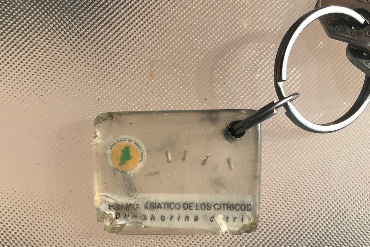 a keychain with psyllids in plastic