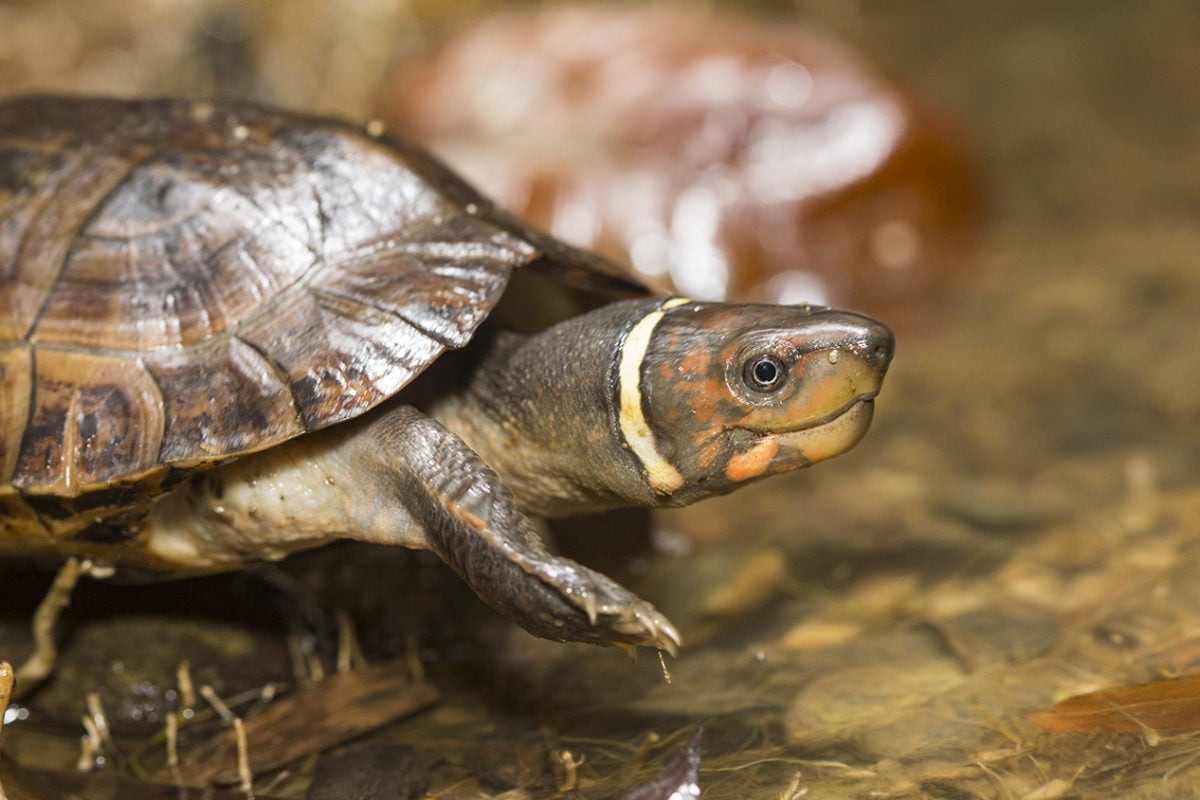 palawan forest turtle