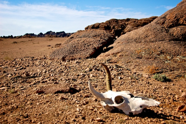 an animal skull in the desert
